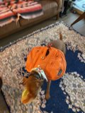 Canine Companion on the Go