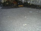 Mysterious Object in the Gravel