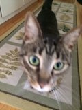 Meet the Abyssinian feline