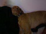 Lap Dog Love