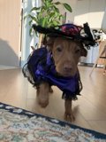 Puppy in Purple Dress and Hat