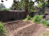 A Bountiful Backyard Garden