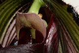 The Vibrant Orchid Bloom