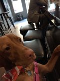 Paws Up at the Bar