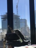 Purrfect Afternoon View