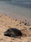 Sunbathing Sea Turtle