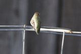 Perched in Contemplation