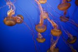 Ethereal Underwater Ballet: Jellyfish at Monterey Bay Aquarium