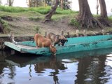 On the Boats with my Canine Friends