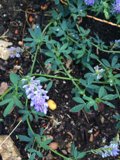 Lupin Blossoms in Altadena Garden