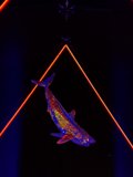 Neon Shark Shines Bright