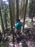 A Serene Hike in the Verdant Woodlands