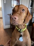 The Stylish Vizsla