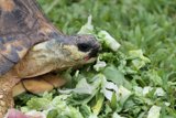 Lunchtime at the Honolulu Zoo