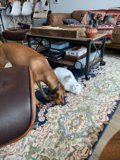 Playful Pets in a Cozy Living Room