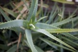 Succulent Aloe Vera Plant with Serrated Edges