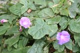 A Majestic Purple Geranium