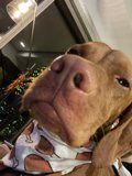 Hound in a Bandana