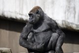 A Moment of Majesty | SF Zoo, March 2024