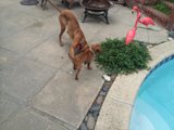 Paws and Flamingos in the Pool