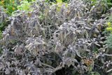A Vibrant Display of Herbal Foliage and Flowers
