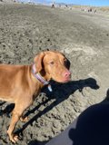Beach Buddy