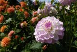 Beautiful Dahlia in Fort Bragg, CA Field