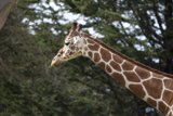 Serene Giant at SF Zoo