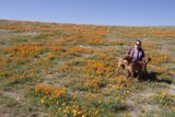 A Woman and Her Horse in a Field of Flowers