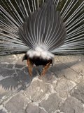 Majestic Bird on a Flagstone Path