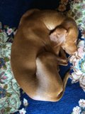Cozy Companion
