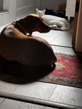 A Dog's Cozy Retreat