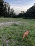 Happy Dog in the Wild