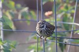 Sparrow's Serenade at Fort Mason