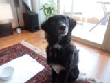 Furry Companion in a Cozy Living Room