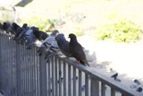 Perched on the Handrail