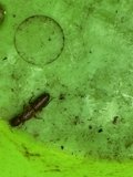 Hidden World: A Tiny Explorer