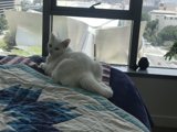 White Cat Lounging by the Window