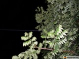 Illuminated Night Tree
