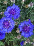 Blue Blooms of Altadena