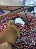 Companions on the Rug
