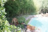 Poolside Pooch