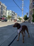 City Dog on a Walk with Accessories
