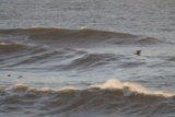 Swooping Over the Swells: A Maverick Moment in Pacifica