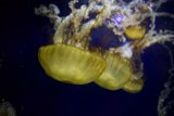 Mystical Encounter at the Bay Aquarium