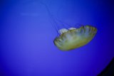 Ethereal Emissary of the Blue Depths