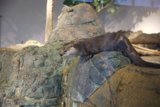 Charming Otter at the Aquarium of the Bay, 2024