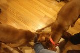 Hounds on Hardwood