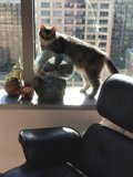 Feline Perch