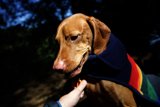Cozy Canine Companion in Napa